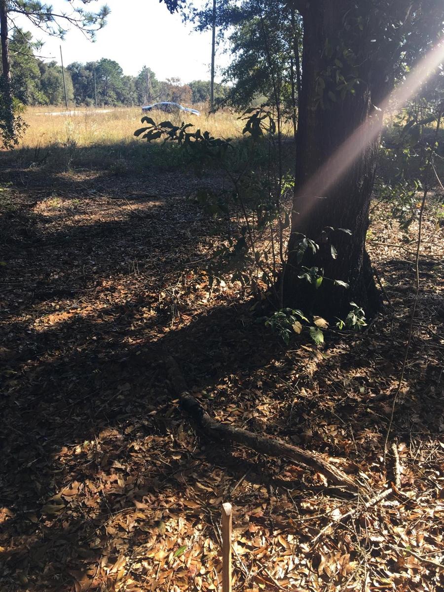 SILVER SPGS SHORES UN 31 - Land