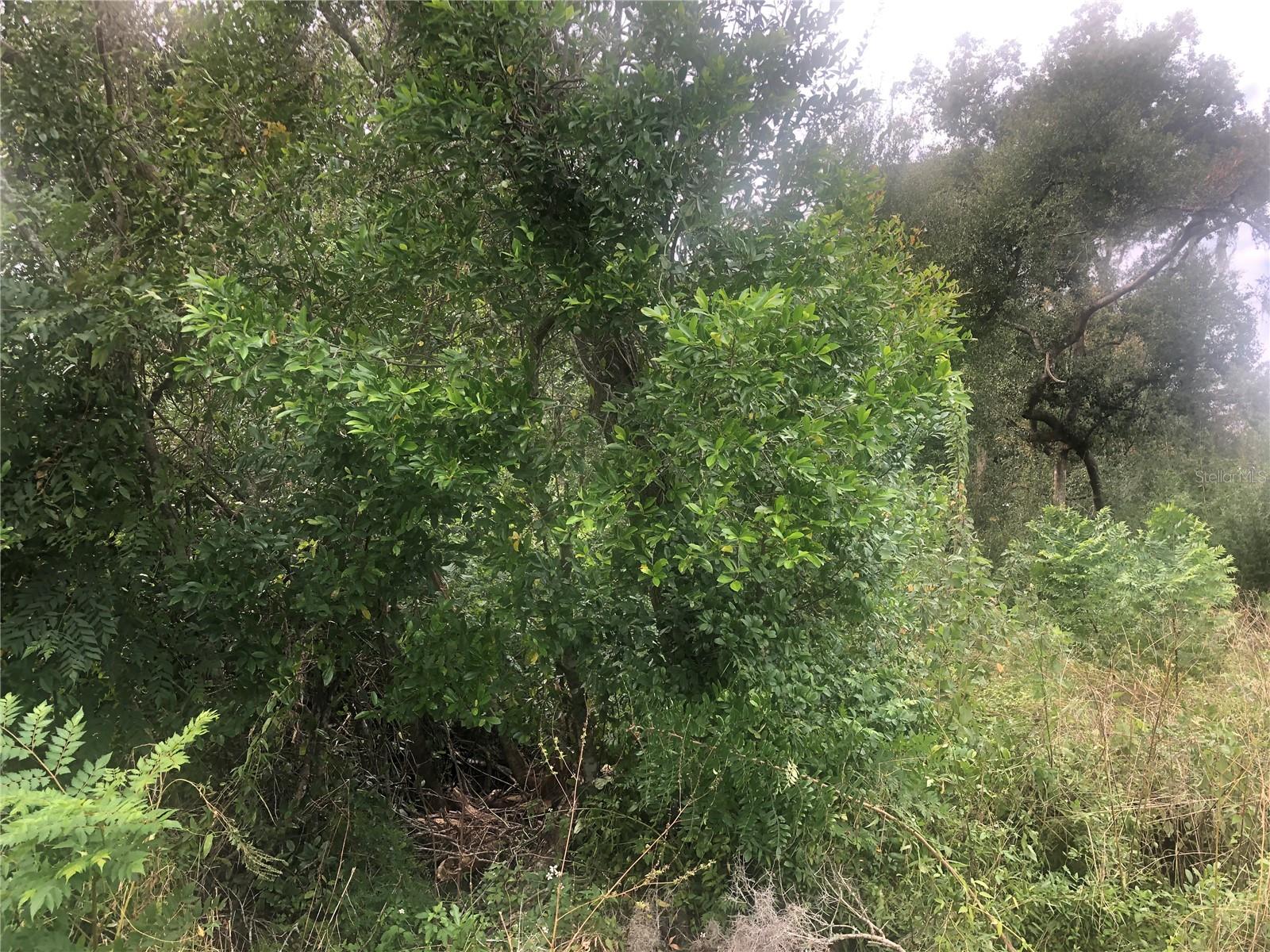 TWO/WEST HIGHLANDS 02 - Land