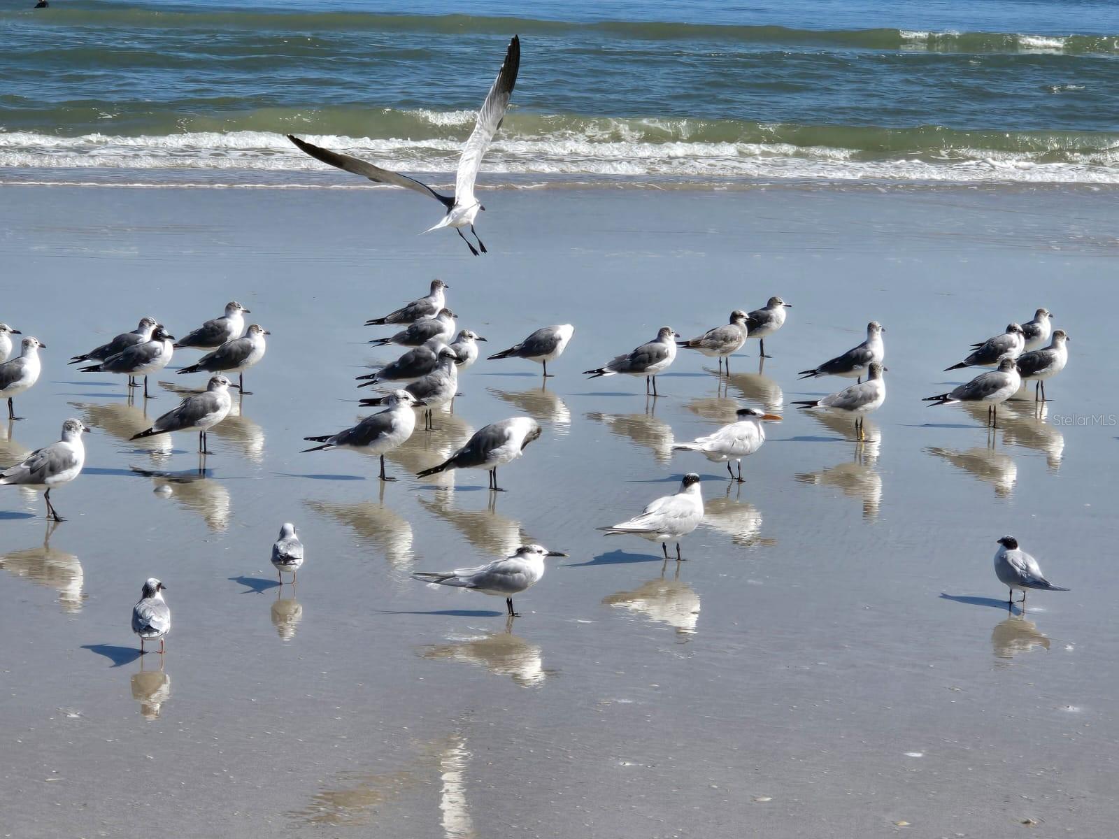 EDGEWATER LAKES SEAGATE COMMUNITY - Residential