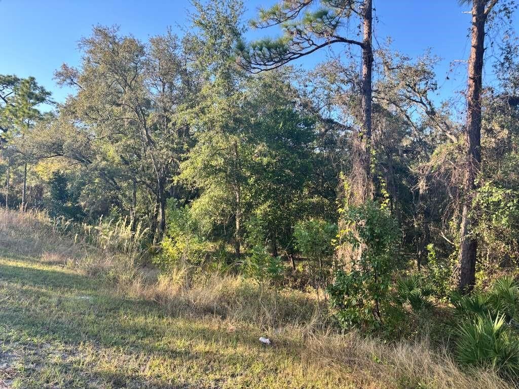 Photo of 33193 Easter Drive, Webster, FL 33597 (MLS # TB8442105)