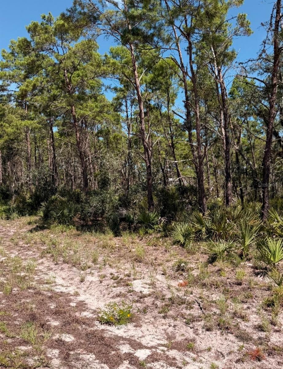 Photo of 7708 Wynn Street, Sebring, FL 33872 (MLS # O6441303)