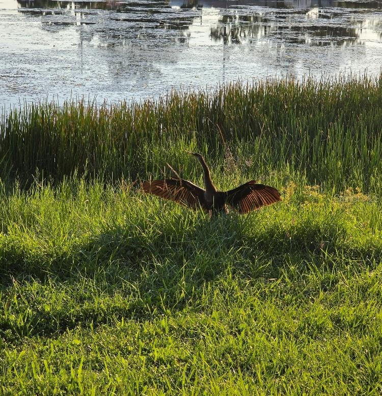 FERGUSONS W N REP - Residential