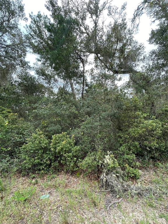 OCALA NATIONAL FOREST CAMPSITES - Land