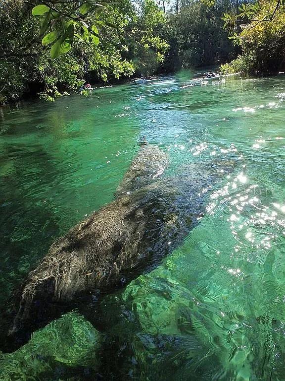 WEEKI WACHEE GARDENS - Residential