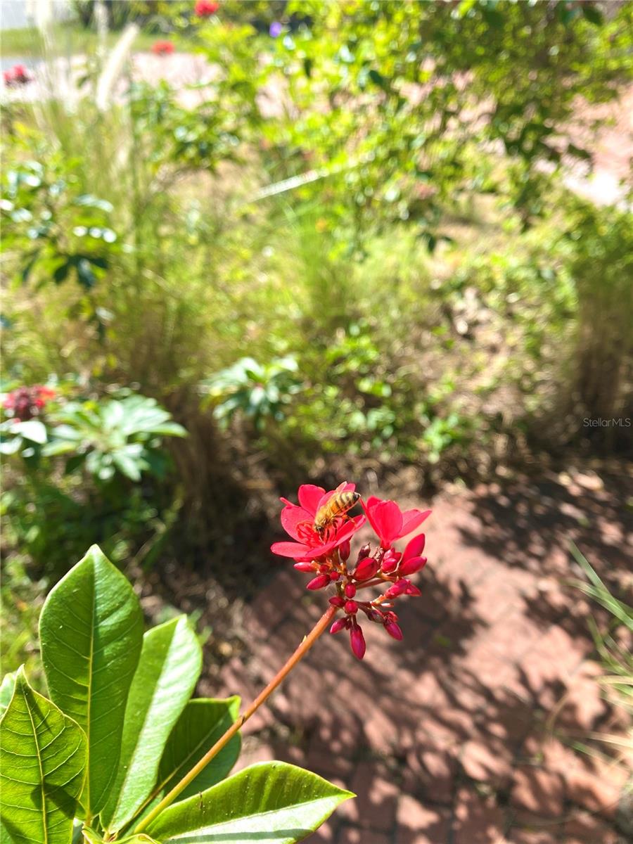 BRENTWOOD ESTATES - Residential