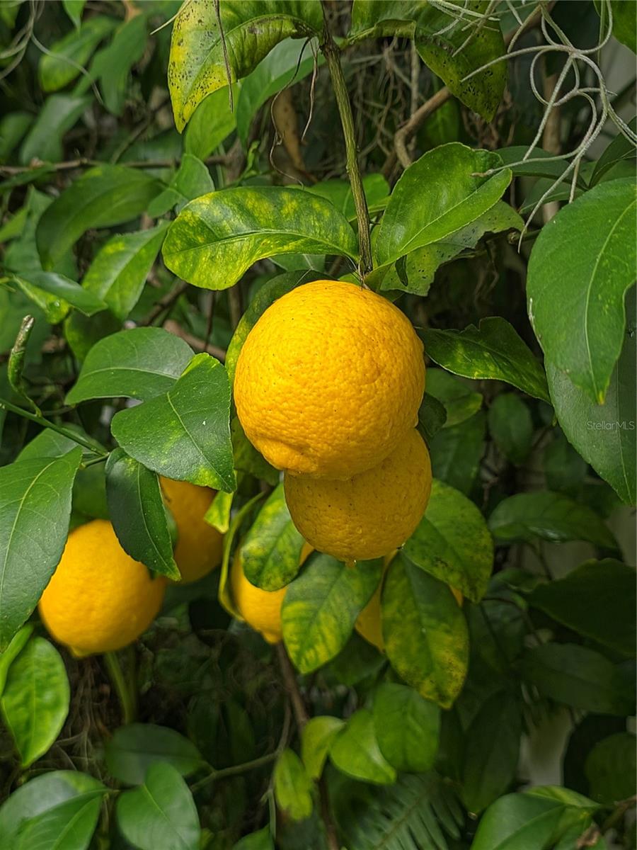 GOLFVIEW SUB - Residential