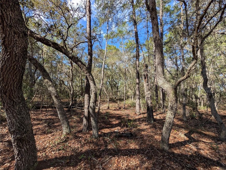 ALMOST HALF AN ACRE OF PRIVATE, SECLUDED UNTOUCHED LAND ONLY 10 MINUTES TO THE ST. JOHN'S RIVER! NO HOA! Flood Zone X so no flood insurance needed. Come with your vision and make this property your own. Enjoy the peacefulness of wildlife and nature right from your backyard. This property is located only minutes from public boat ramps and restaurants, Crescent Lake, Lake George, Dunns Creek, Palatka and the St. John's River. Less than an hour to Ormond Beach and Palm Coast. One hour to "World Famous" Daytona Beach, Historic St. Augustine, Daytona State College, Stetson University, outlets, famous restaurants and more. Between 1-2 hours to Jacksonville, Orlando, Ocala and many famous attractions. North Carolina Dr is platted and part of the subdivision. Per the county, buyer will have to obtain a right of use permit and clear the road at their expense. Pictures of the road are included in pictures.