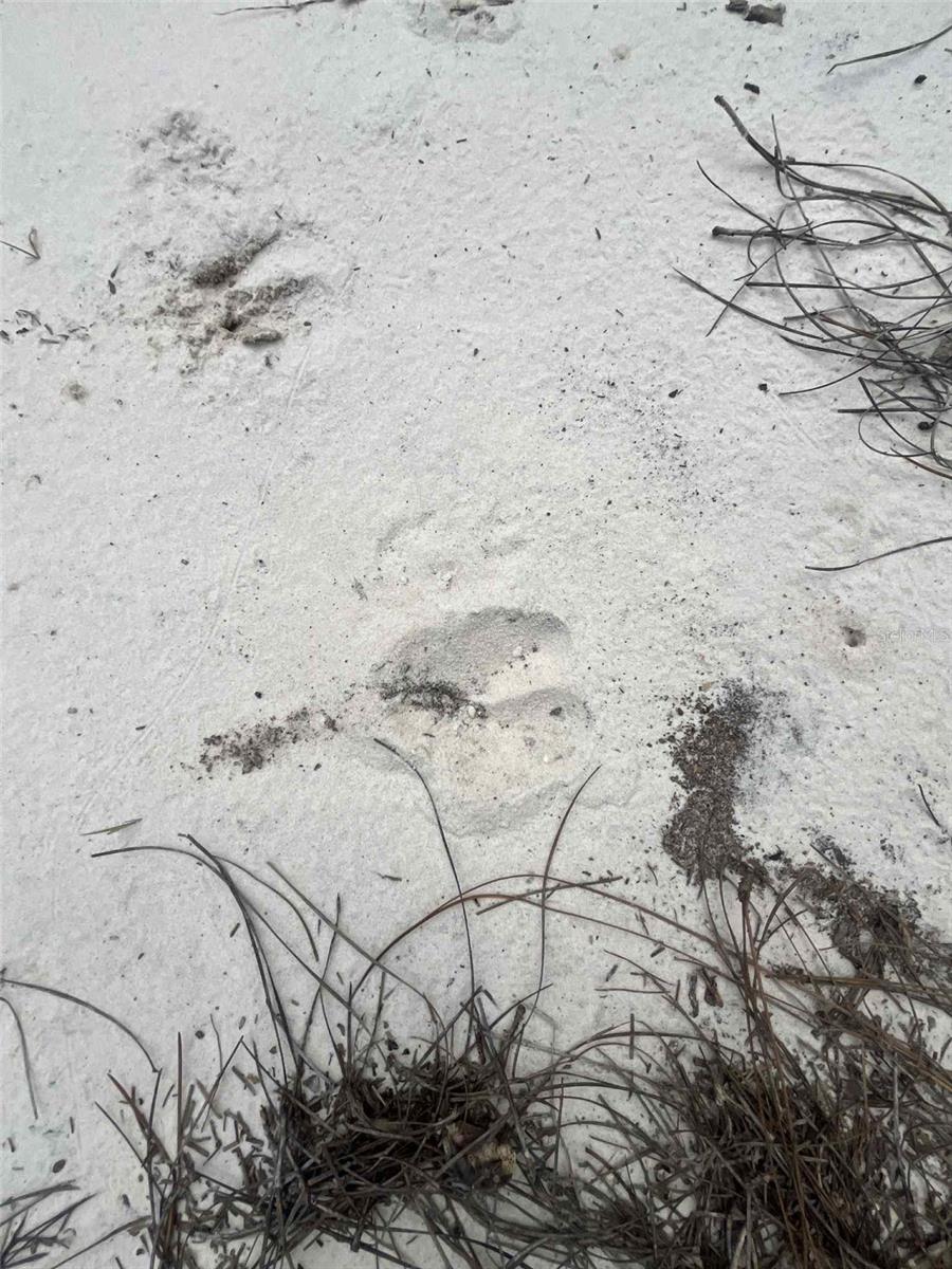 ST JOHNS RIVERSIDE ESTATES - Land