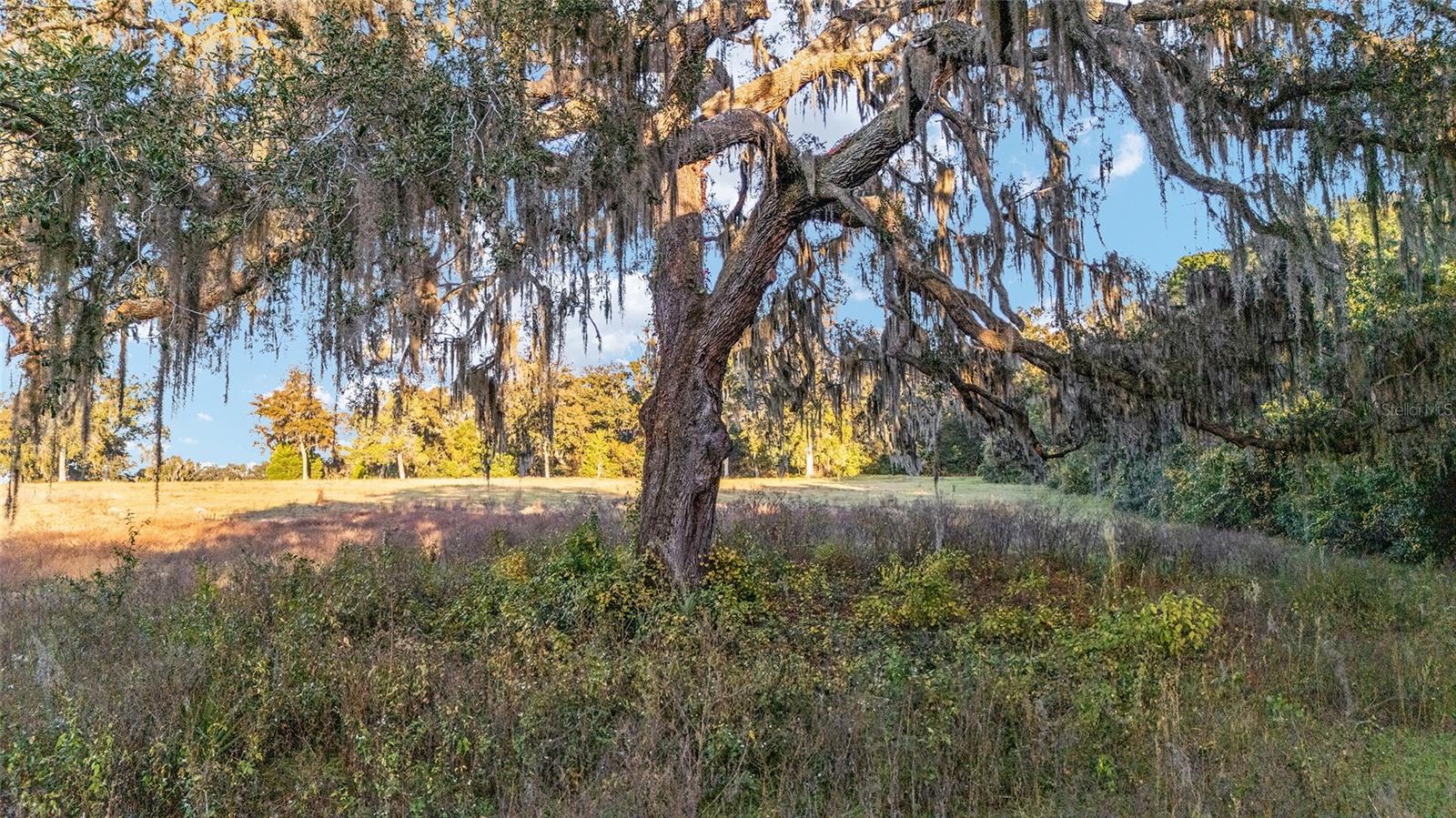 VIA PARADISUS - Land