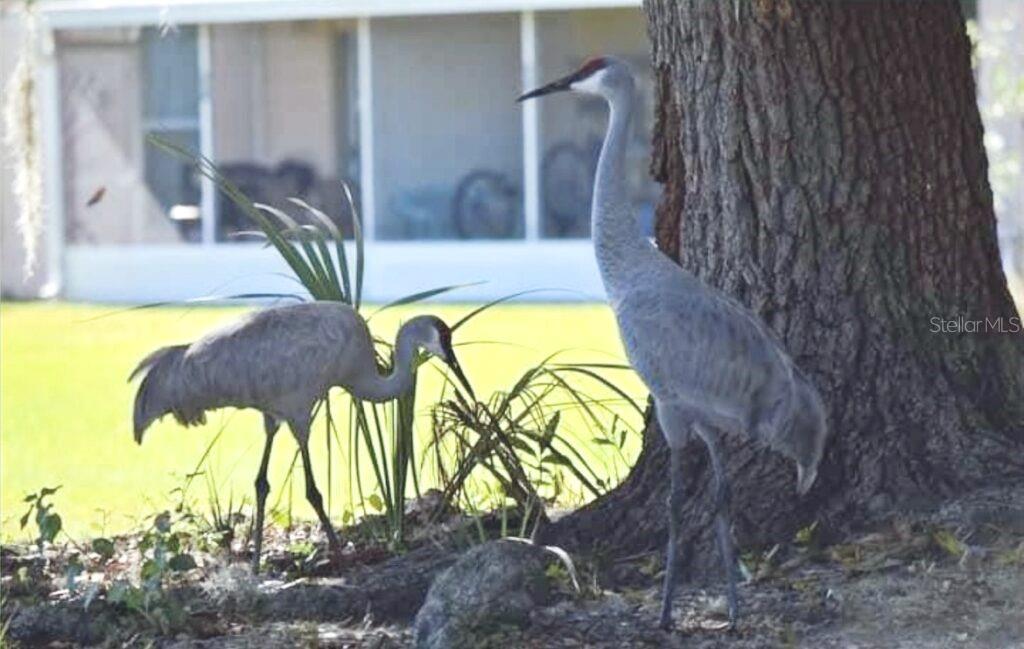LAKESHORE CLUB - Residential