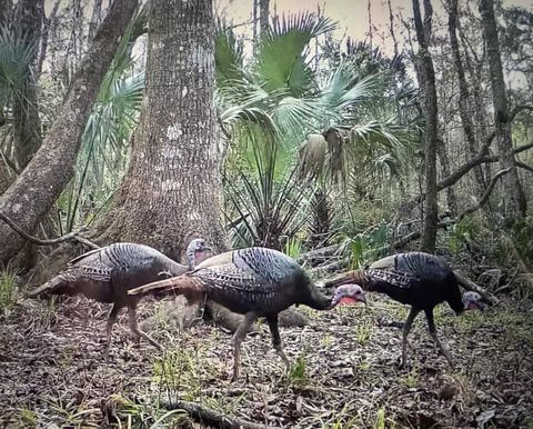 Tiny photo for 00 Clayton Road, Cedar Key, FL 32625 (MLS # OM716937)