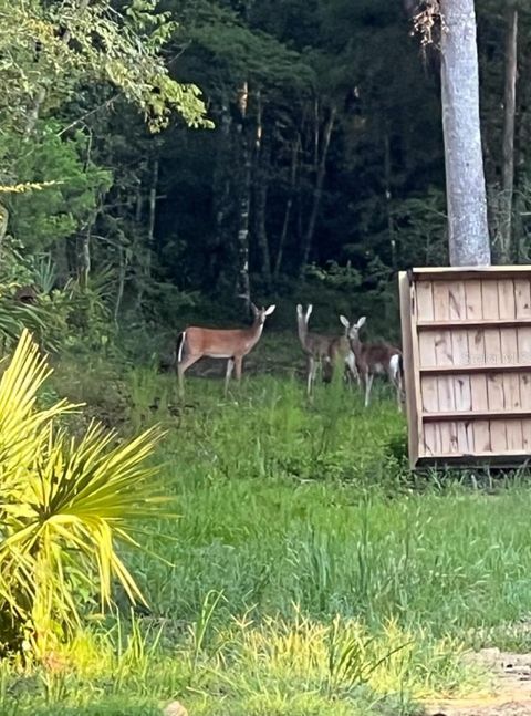 Tiny photo for 00 Clayton Road, Cedar Key, FL 32625 (MLS # OM716937)