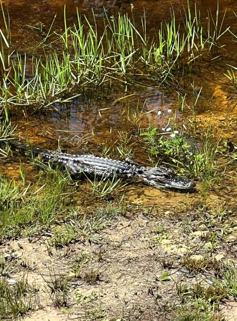 Tiny photo for 00 Clayton Road, Cedar Key, FL 32625 (MLS # OM716937)