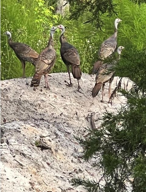 Tiny photo for 00 Clayton Road, Cedar Key, FL 32625 (MLS # OM716937)