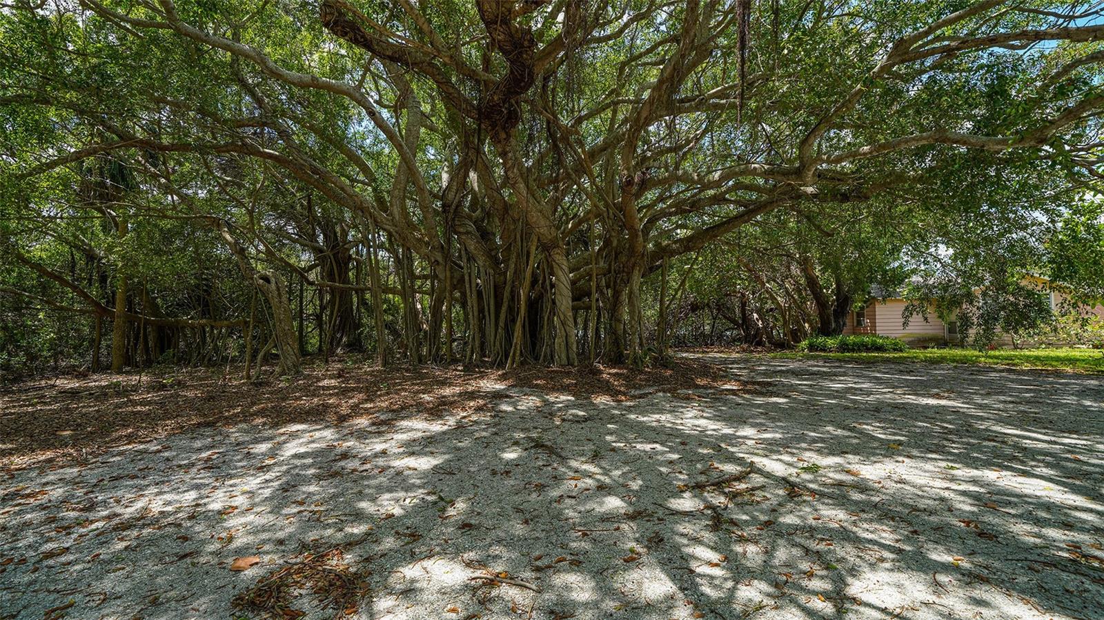 GULF BLVD - Residential