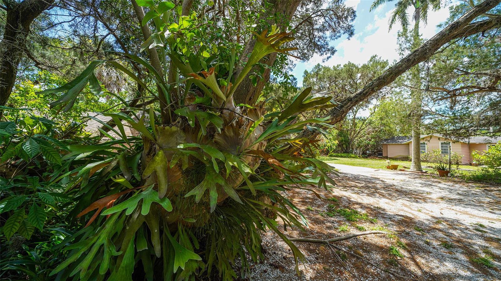 GULF BLVD - Residential