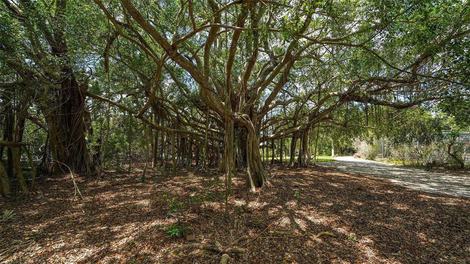 GULF BLVD - Residential