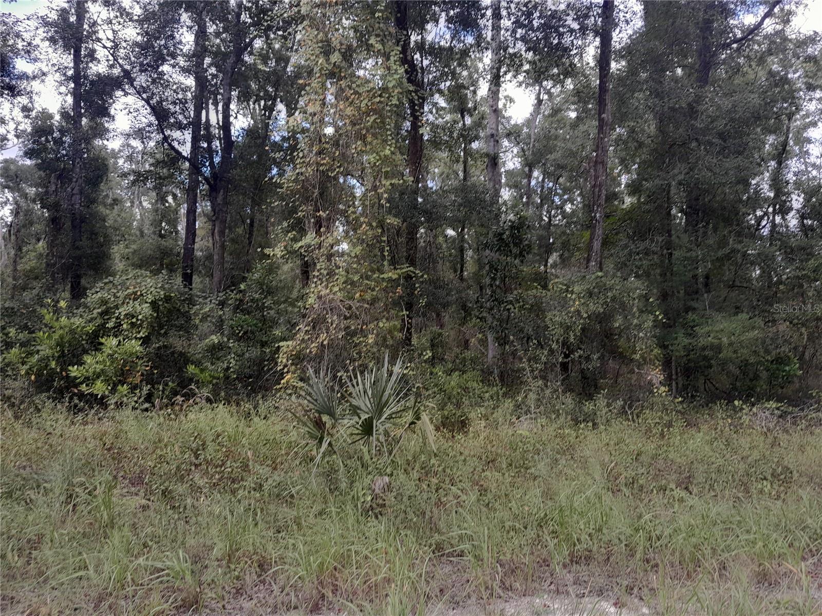 HICKORY HAMMOCK - Land