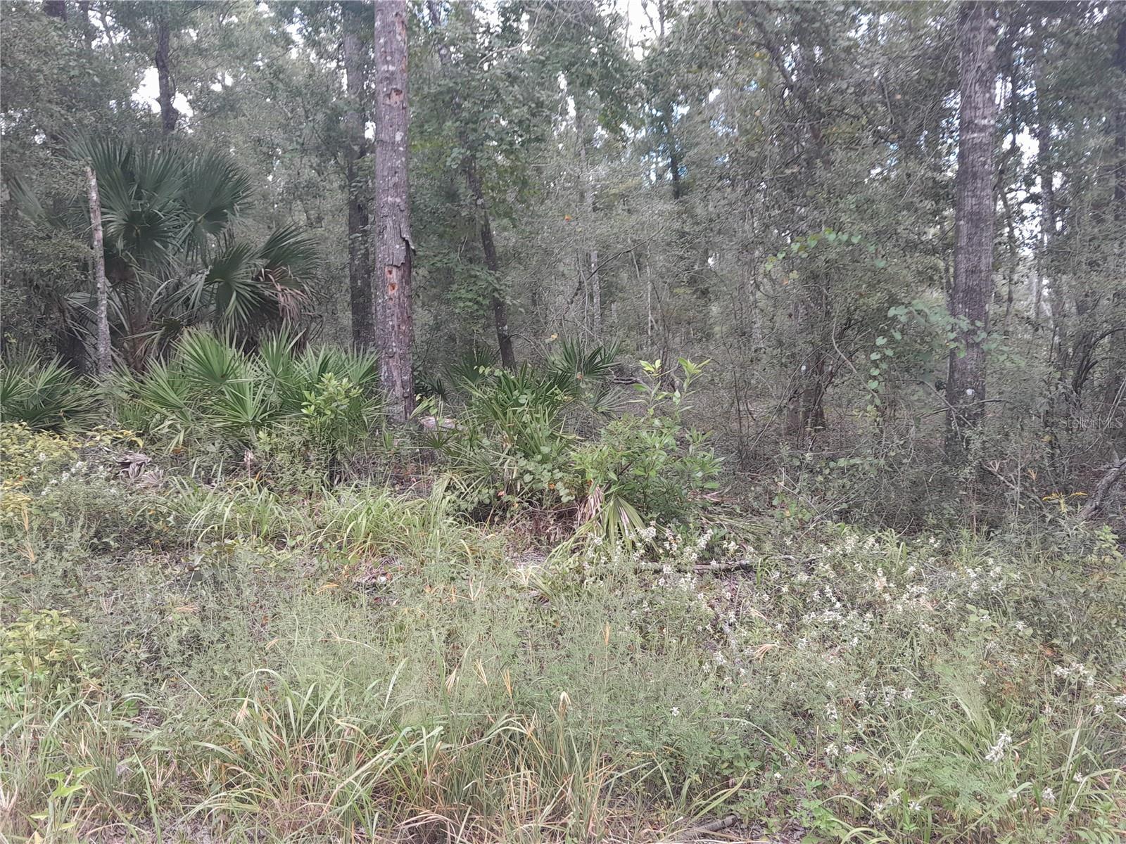 HICKORY HAMMOCK - Land