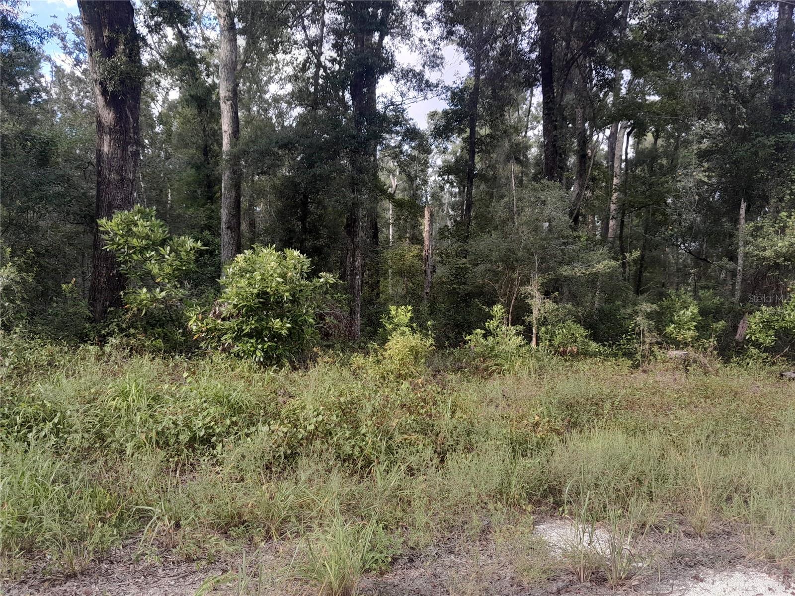 HICKORY HAMMOCK - Land