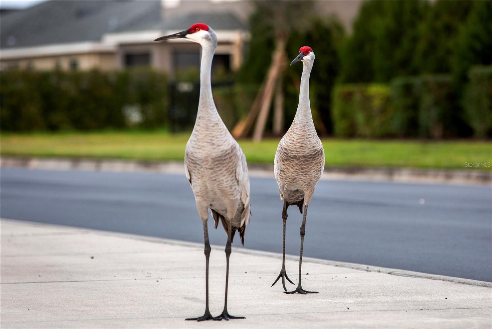 AVIARY AT RUTLAND RANCH PH IIA & IIB - Residential
