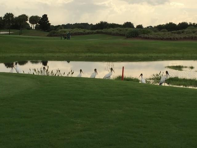 VILLAGES/SUMTER - Residential