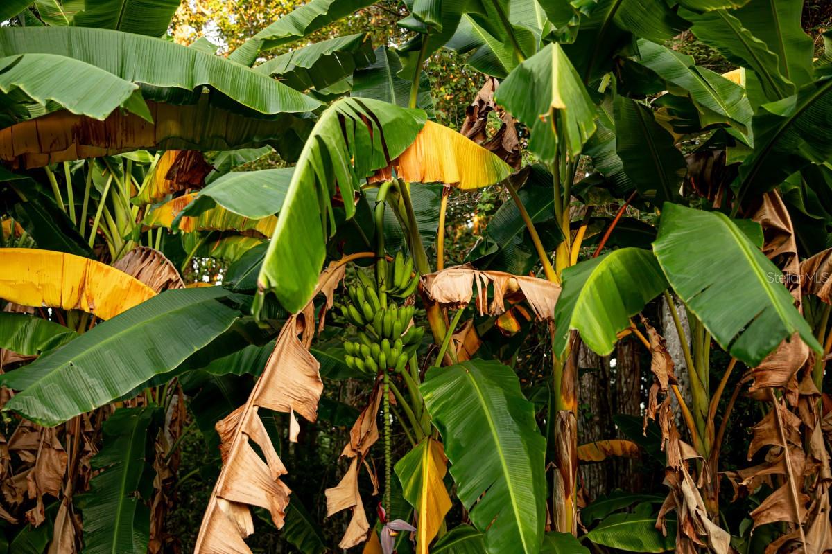 ST JOHNS DEV - Residential