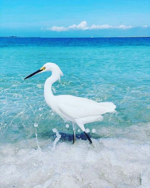 A home in SARASOTA