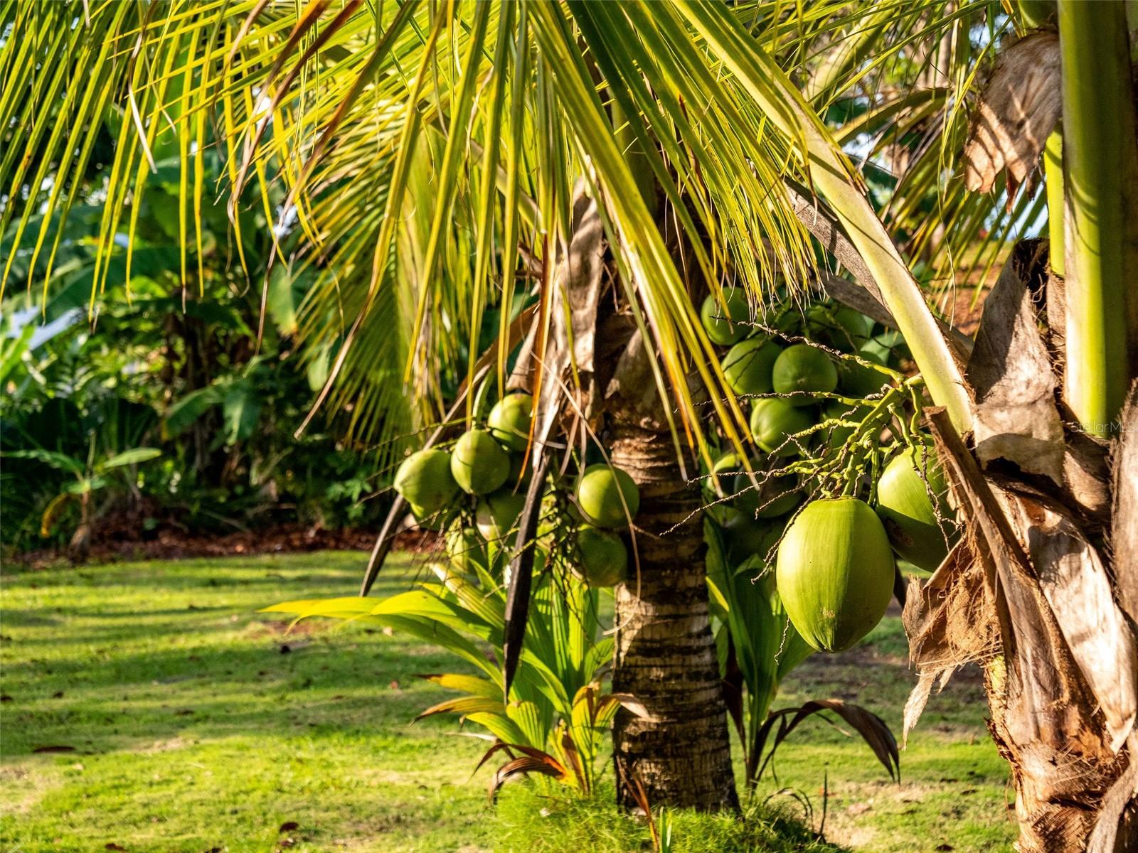 VILLAS DEL OLIMPO - Residential