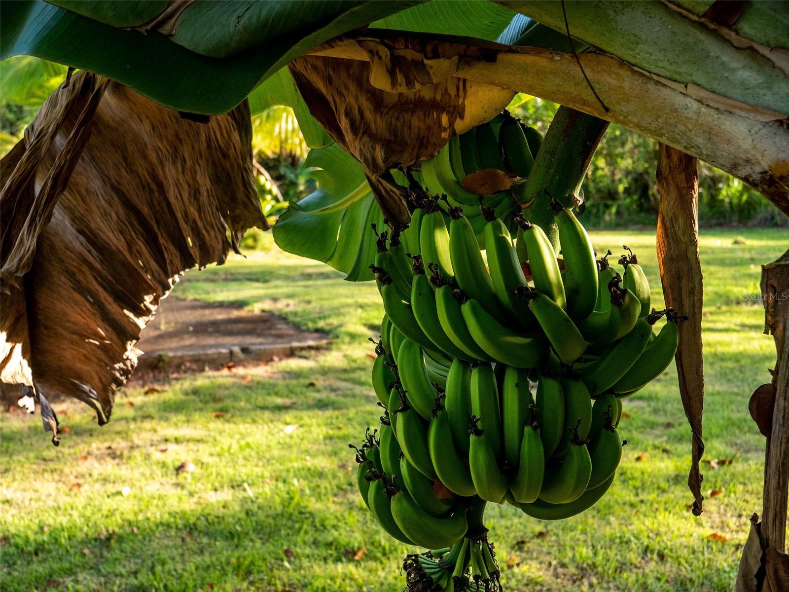 VILLAS DEL OLIMPO - Residential