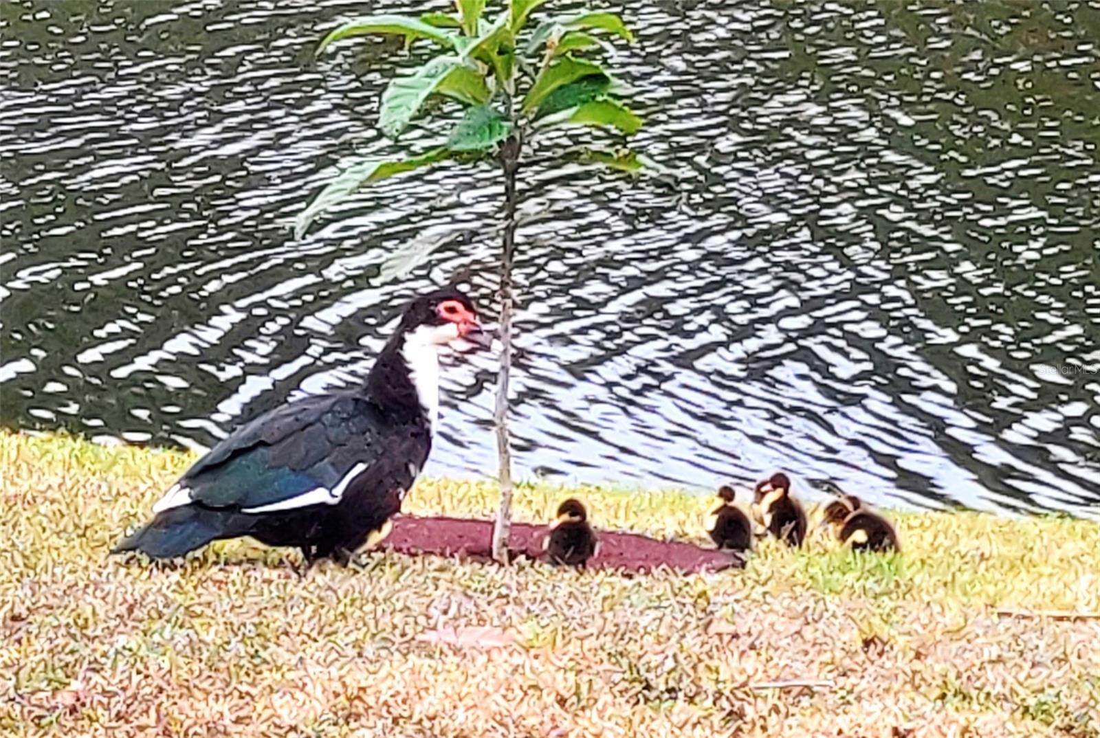 PORT CHARLOTTE SEC 033 - Residential