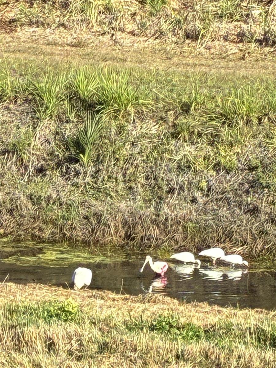 VENICE PALMS PH 1 - Residential