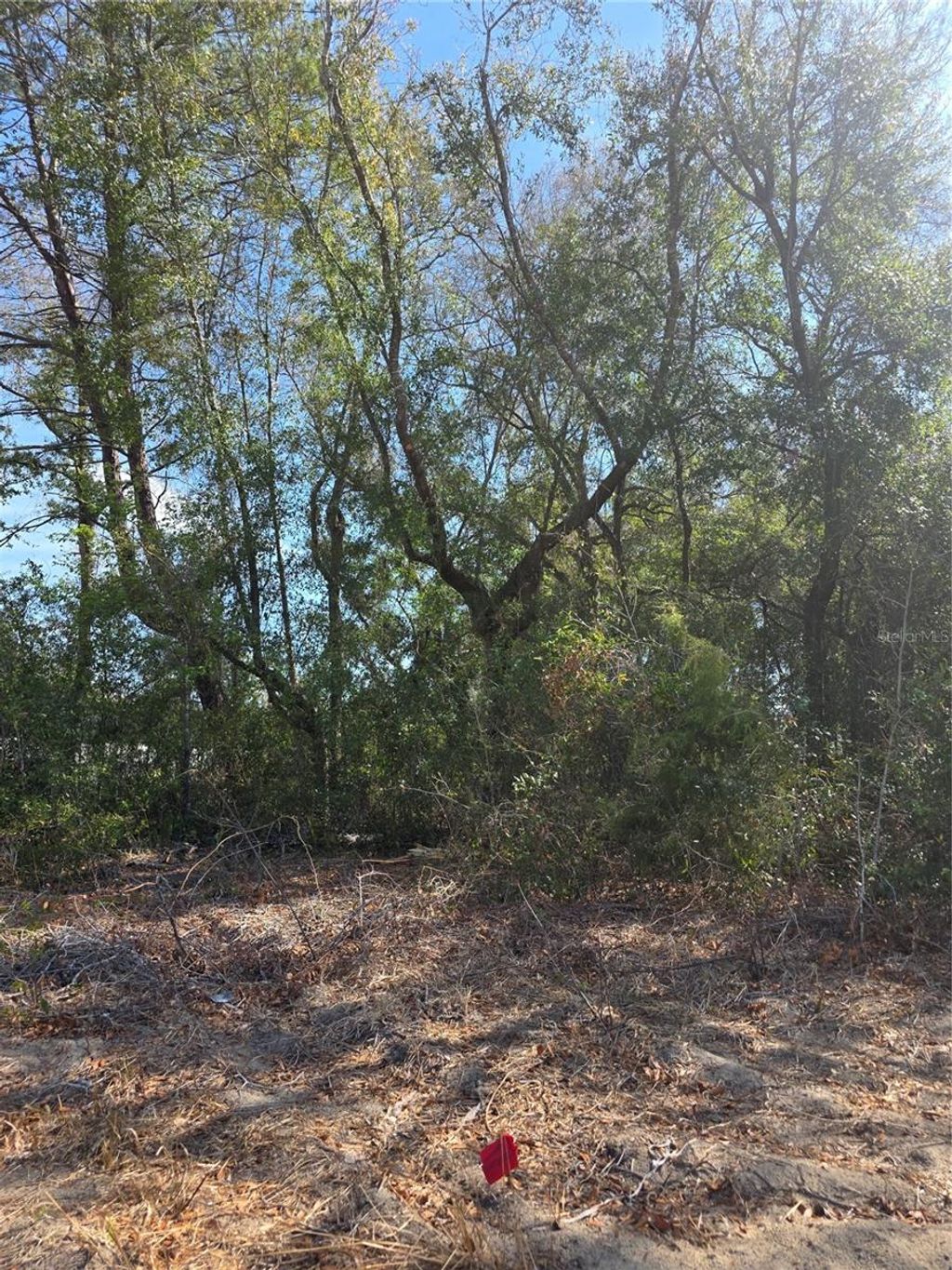 Photo of Tbd SE 161st Street, Summerfield, FL 34491 (MLS # G5108535)