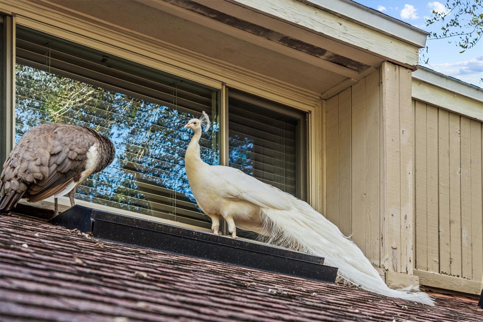 SPRINGS GLENWOOD VILLAGE SEC 1 REV THE - Residential