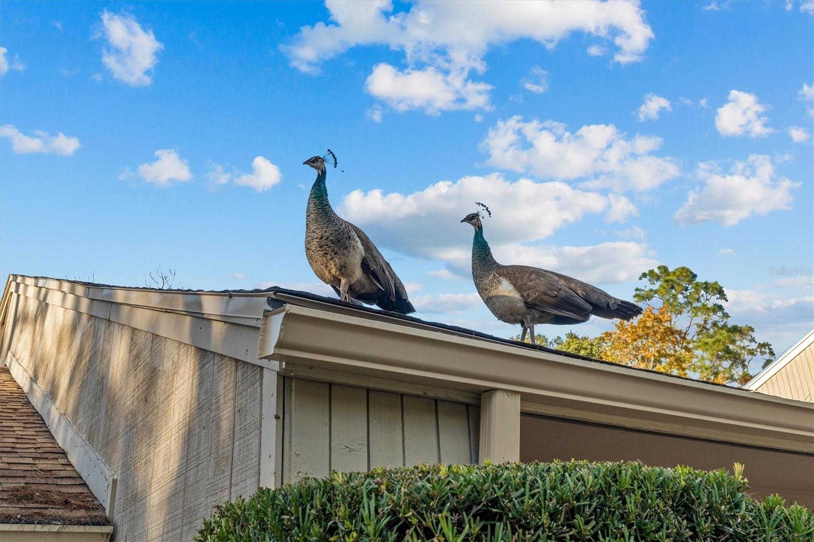 SPRINGS GLENWOOD VILLAGE SEC 1 REV THE - Residential