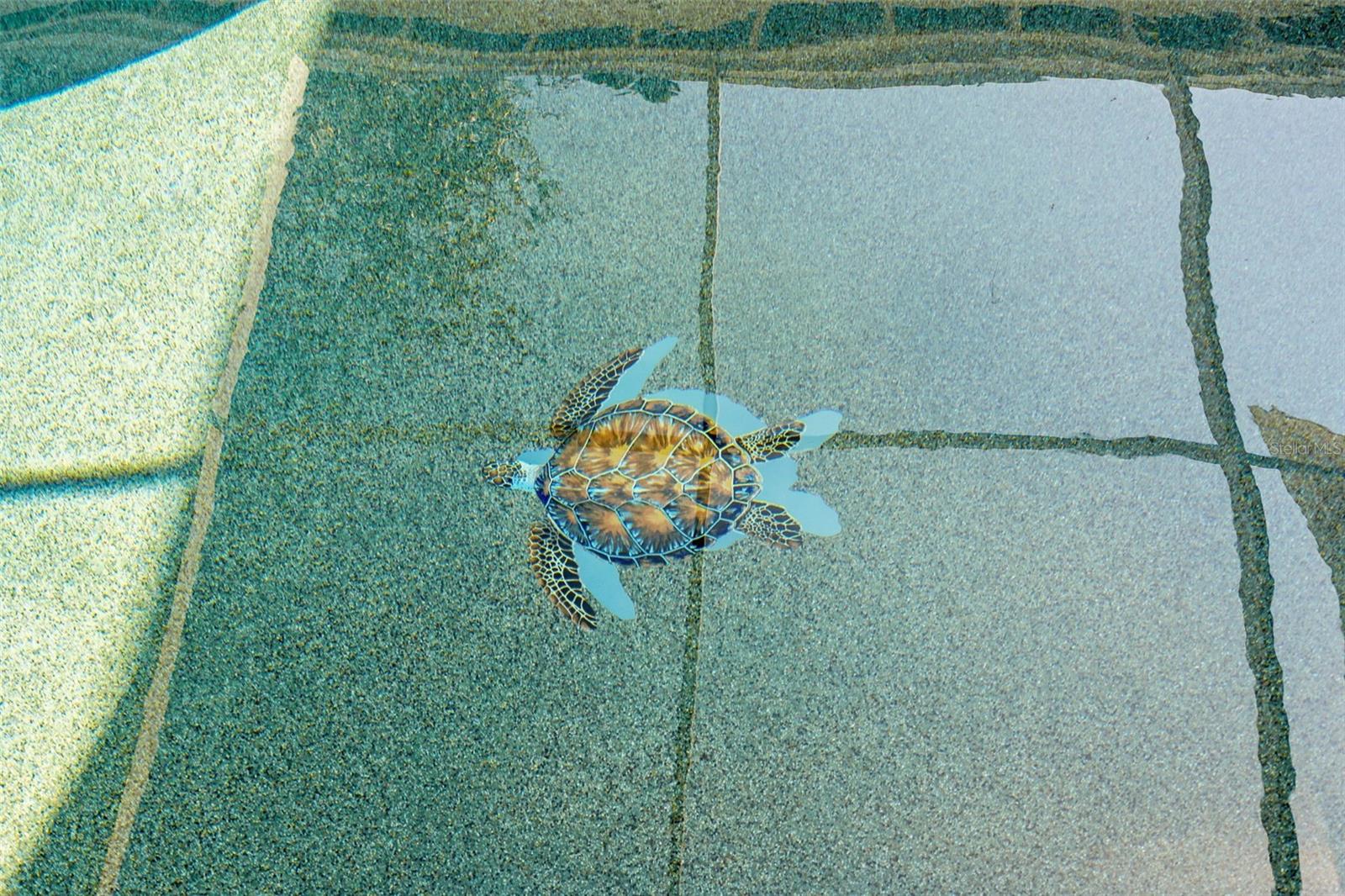 PALMETTO SKYWAY REP - Residential