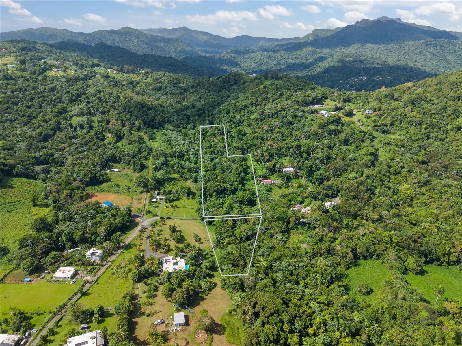 MATA DE PLATANO