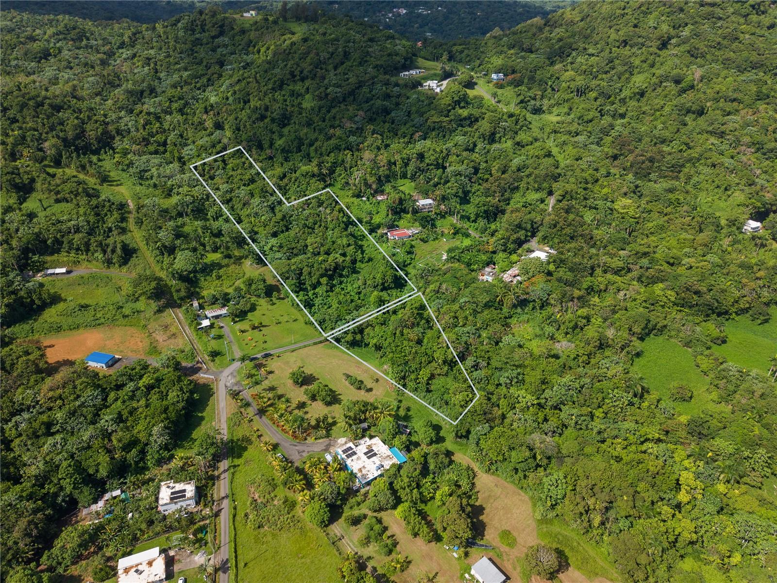 MATA DE PLATANO