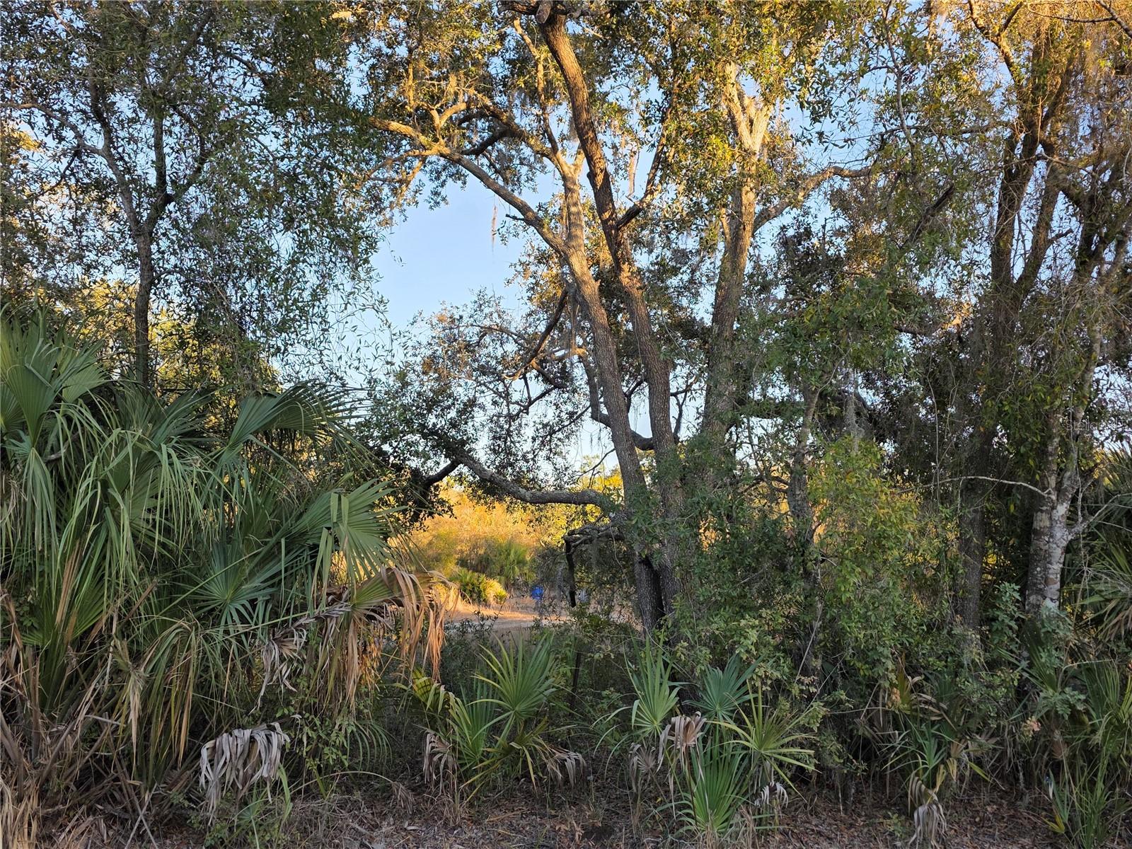 WILLOW SHORES - Land