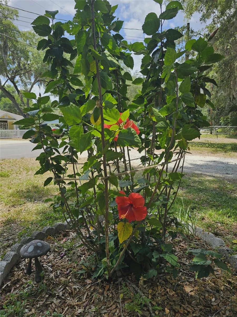 JOHNSON WALLACE E JR - Residential