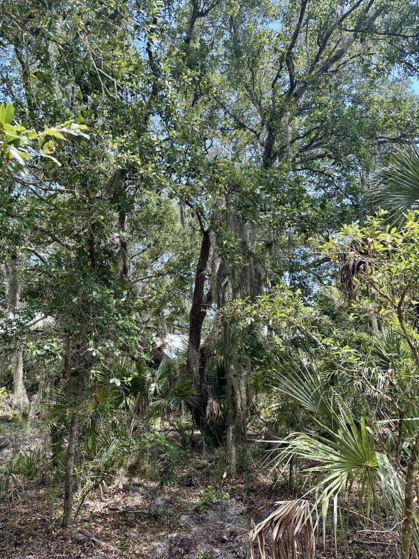 CABBAGE WOODS RAUCHES - Land