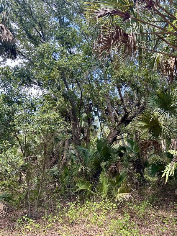 CABBAGE WOODS RAUCHES - Land