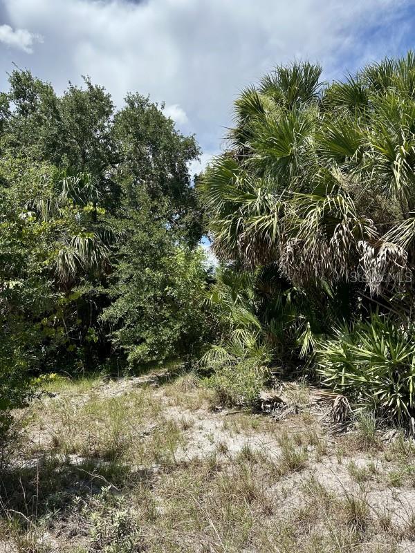 CABBAGE WOODS RAUCHES - Land