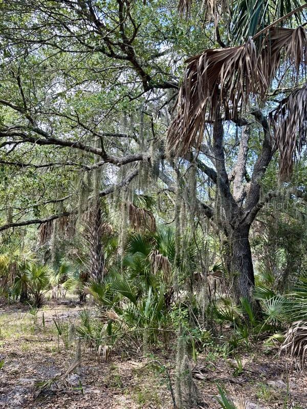 CABBAGE WOODS RAUCHES - Land