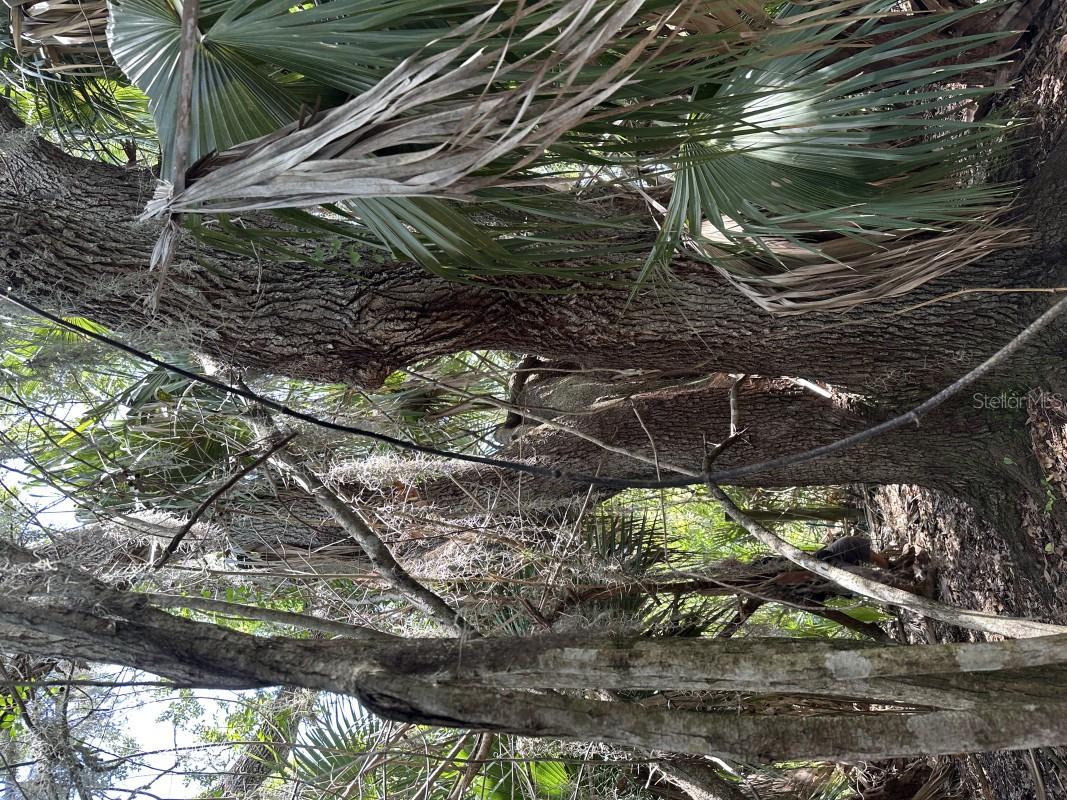 CABBAGE WOODS RAUCHES - Land