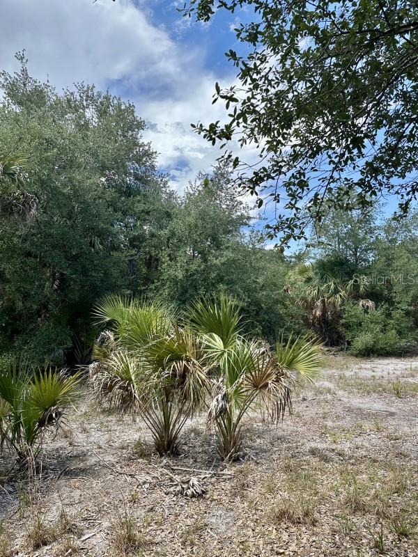 CABBAGE WOODS RAUCHES - Land