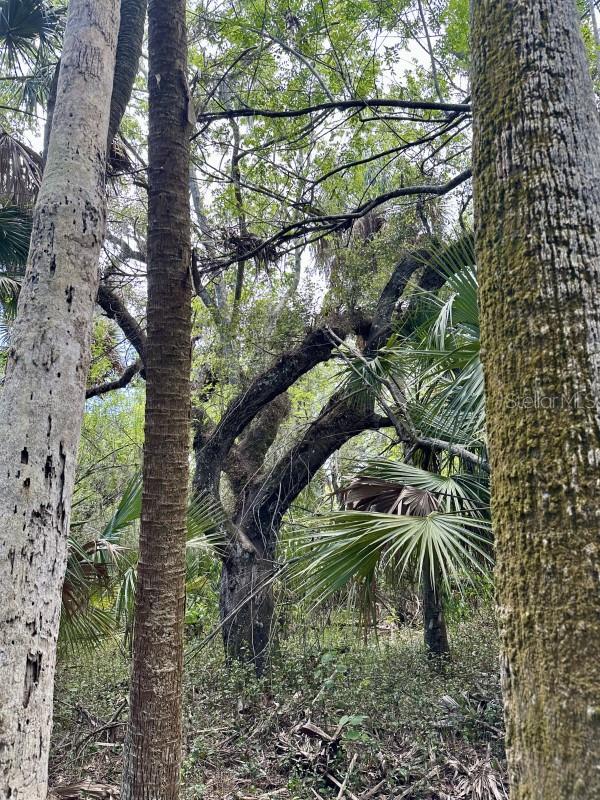 CABBAGE WOODS RAUCHES - Land