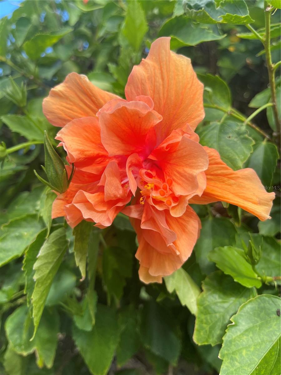 GARDENS THE CONDO - Residential Lease