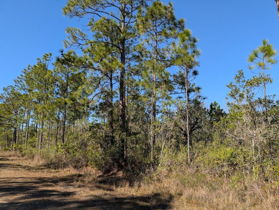 INDIAN LAKE ESTATES - Land