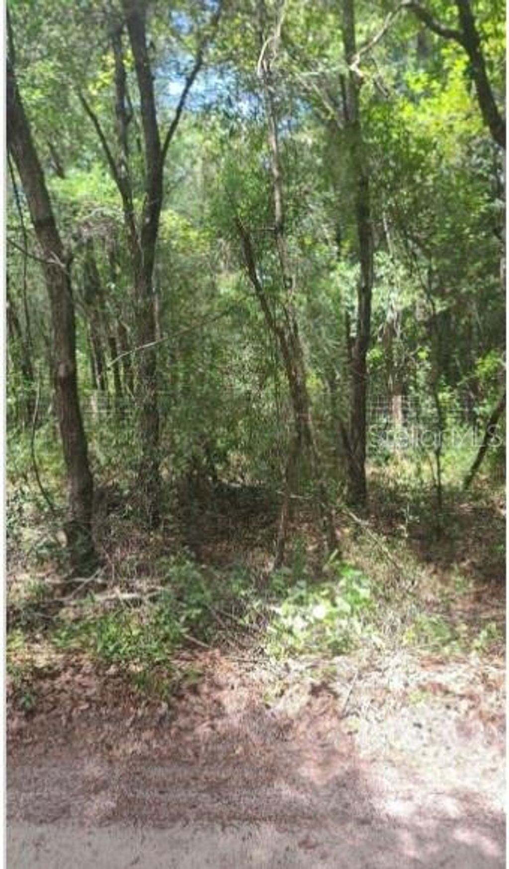 Photo of Southwest 156th Place, Dunnellon, FL 34432 (MLS # P4937158)